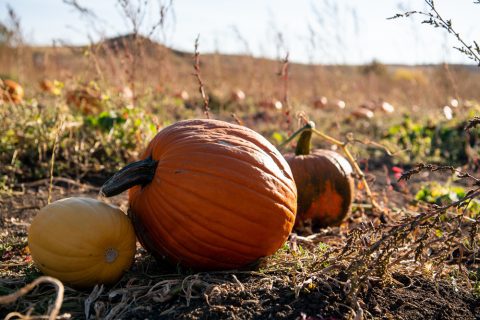 12 Great Spots to See Fall Colors in Sheridan County