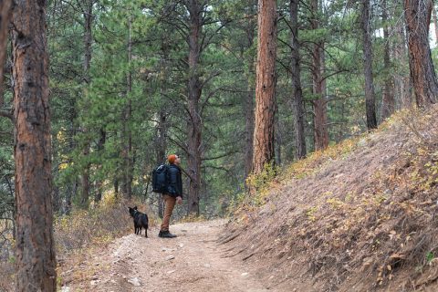 A hiker and her loyal dog on a trail amidst the pines of Story, Wyoming.