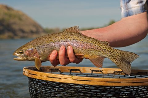 Fly Fishing Big Horn Mountains
