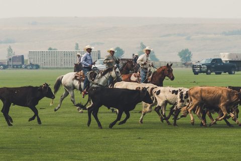 owboys herding cattle during Don King Days in Sheridan, WY, capturing the essence of the traditional Western lifestyle and rodeo culture.