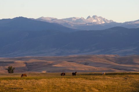 Early morning hues bathe the Soldier Ridge Trail, a top thing to do in Sheridan, WY, with the majestic Bighorn Mountains in the distance.