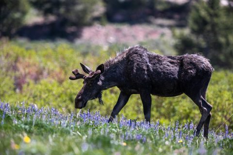 Moose at North Tongue River