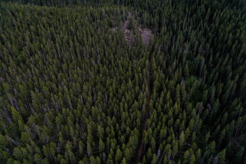 Lodgepole Pine