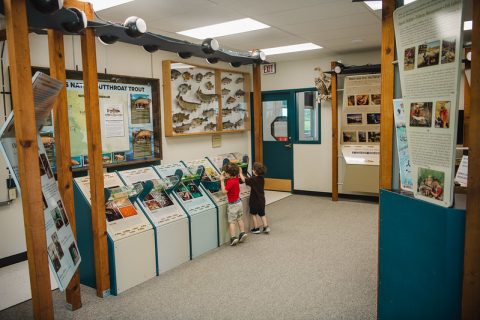 Story Fish Hatchery