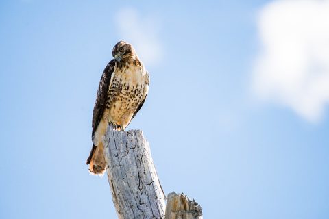 Red-tailed hawk in Sheridan County