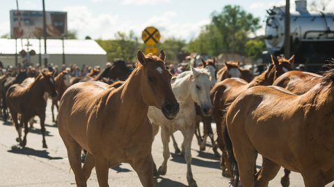 Eaton's Horse drive in downtown Sheridan, Wyoming