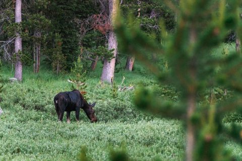 Moose in the Bighorn Mountains near Sheridan, Wyoming