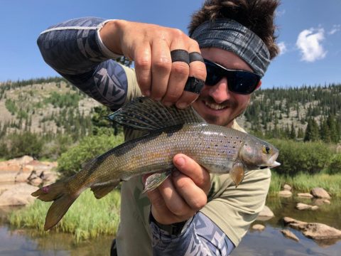 Grayling caught in Sheridan County, Wyoming