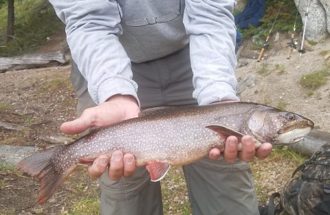 Splake caught in Sheridan County, Wyoming