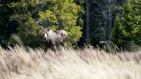 Wildlife in Wyoming