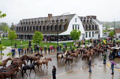 A herd of horses trots past the historic Sheridan Inn during the annual horse drive, a celebrated event and a top thing to do in Sheridan.
