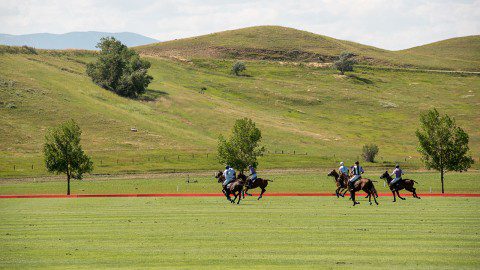 Polo in Sheridan WY