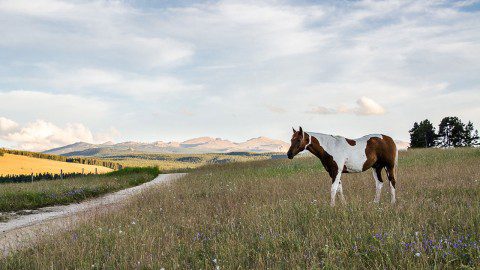 A lone paint horse wanders through a serene meadow near Sheridan, WY, with picturesque hills stretching into the distance.