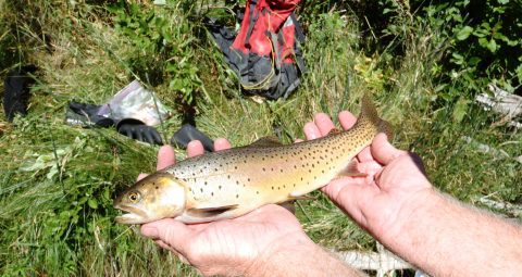 8 Bucket-List Fish You Can Catch Around Sheridan WY