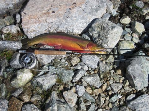 Golden Trout caught in Sheridan County, Wyoming