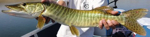 Tiger Musky in Sheridan County, Wyoming
